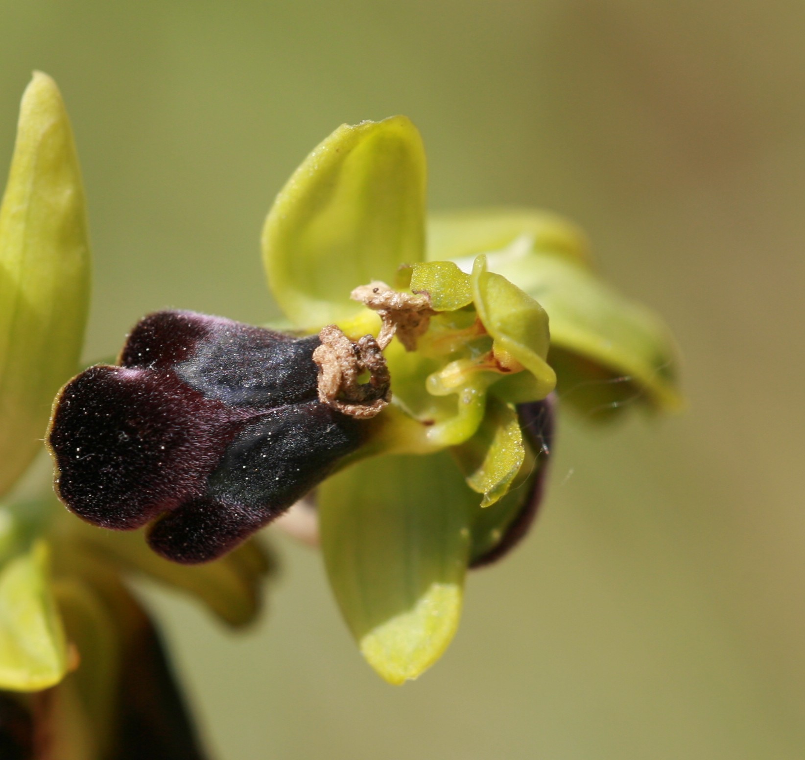 Ophrys funerea